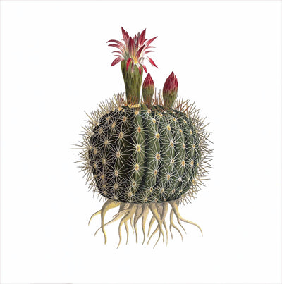 Cactus, Natural History Collection