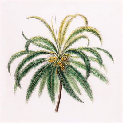 Palms, Natural History Collection