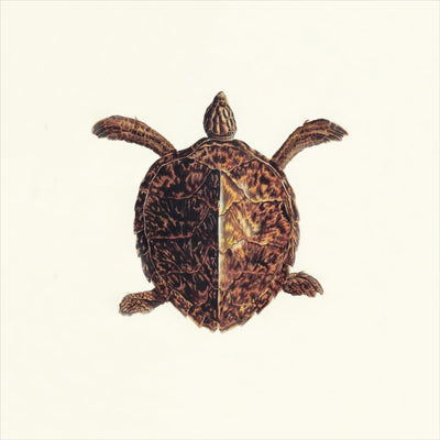 Turtles, Natural History Collection