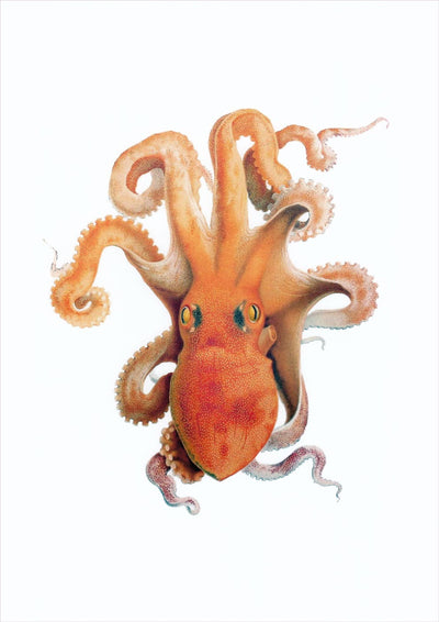 Octopus, Natural History