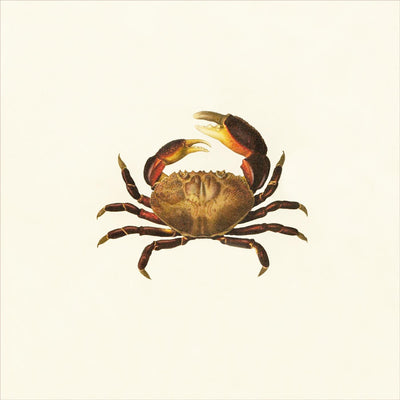 Shellfish, Natural History Collection