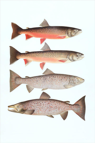 Fishes: Lakes and Rivers, Natural History Collection