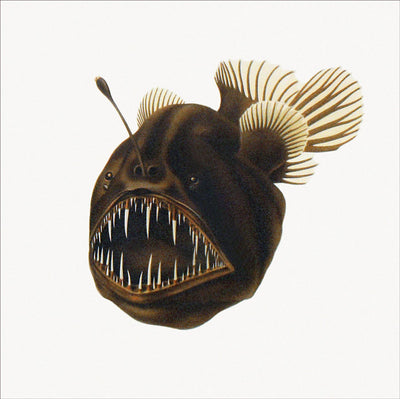 Fishes: Abyss, Natural History Collection