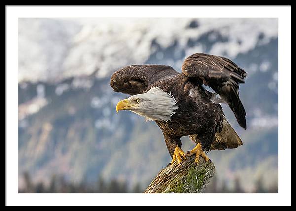 Bald Eagle about to Launch / Art Photo - Framed Print