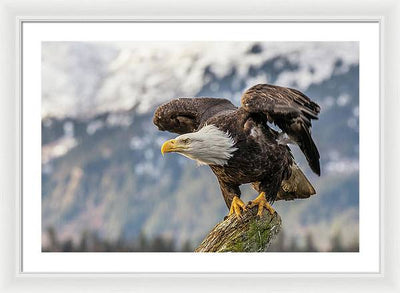 Bald Eagle about to Launch / Art Photo - Framed Print