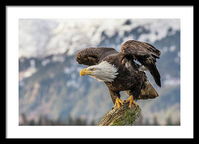 Bald Eagle about to Launch / Art Photo - Framed Print