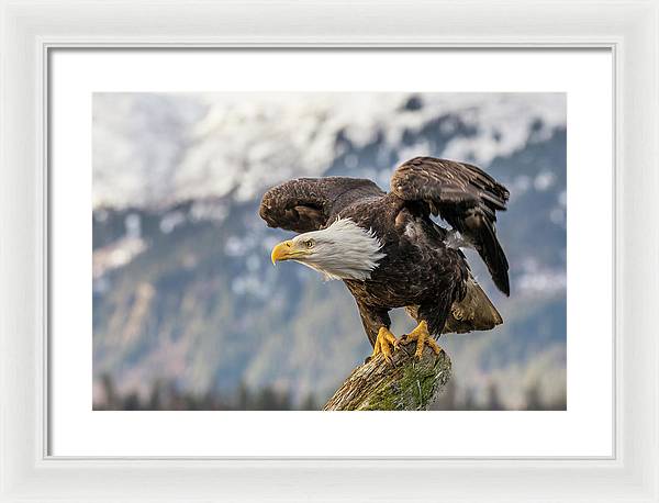 Bald Eagle about to Launch / Art Photo - Framed Print