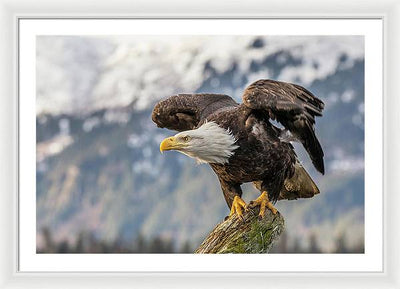 Bald Eagle about to Launch / Art Photo - Framed Print