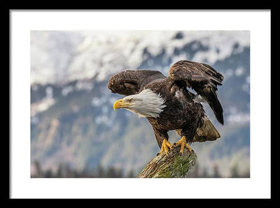 Bald Eagle about to Launch / Art Photo - Framed Print