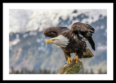 Bald Eagle about to Launch / Art Photo - Framed Print