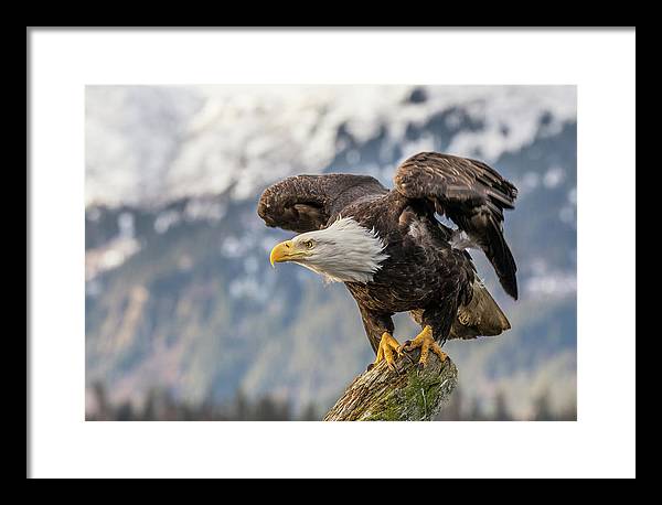 Bald Eagle about to Launch / Art Photo - Framed Print