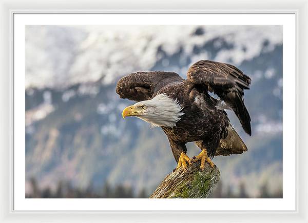 Bald Eagle about to Launch / Art Photo - Framed Print