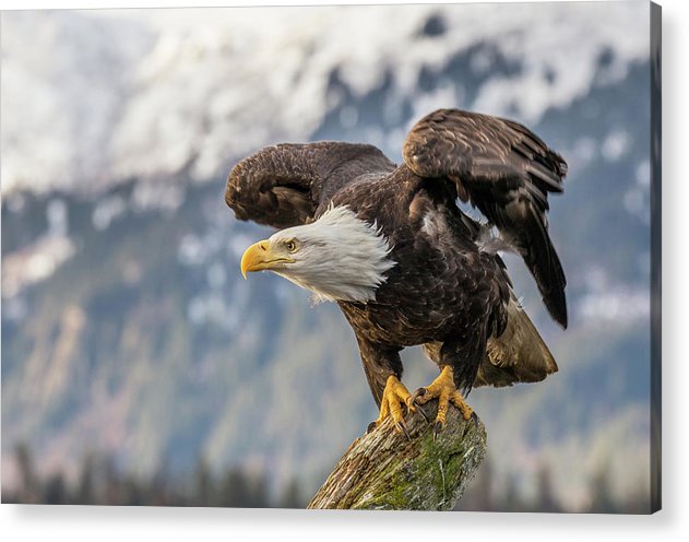 Bald Eagle about to Launch / Art Photo - Acrylic Print