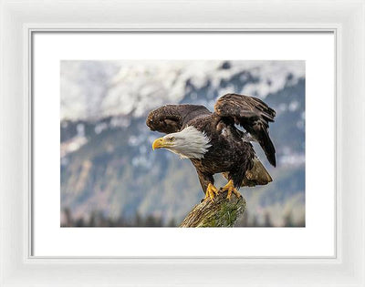 Bald Eagle about to Launch / Art Photo - Framed Print