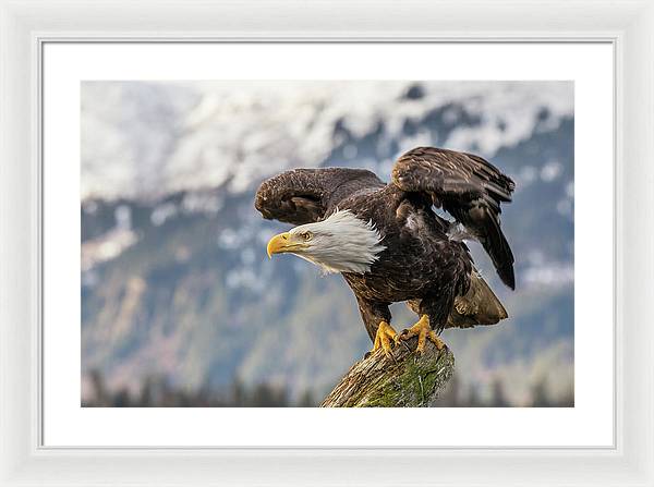 Bald Eagle about to Launch / Art Photo - Framed Print