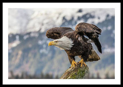 Bald Eagle about to Launch / Art Photo - Framed Print