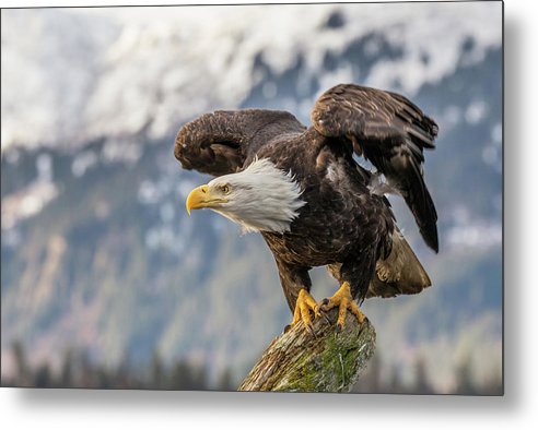 Bald Eagle about to Launch / Art Photo - Metal Print