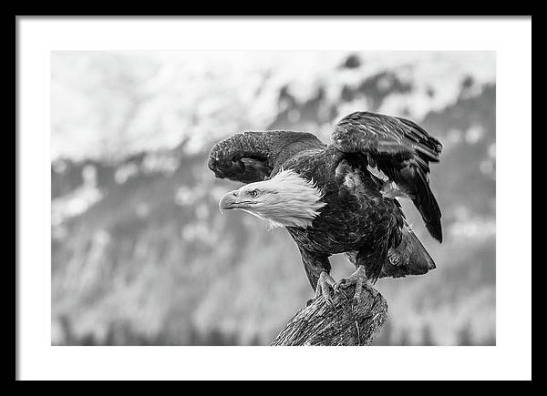 Bald Eagle About to Launch, Black and White / Art Photo - Framed Print