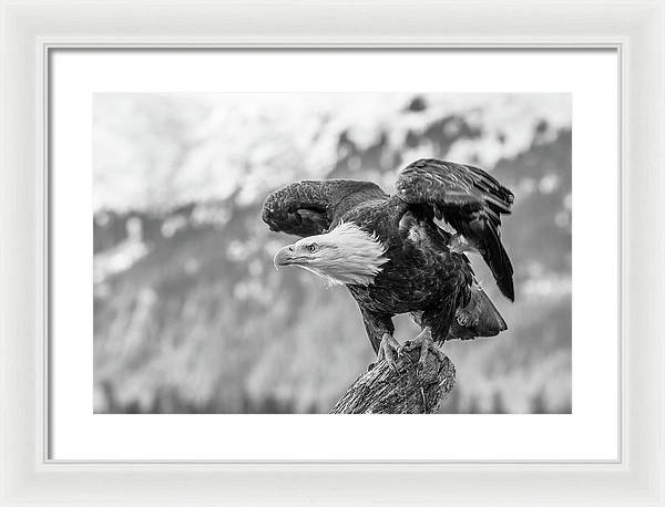 Bald Eagle About to Launch, Black and White / Art Photo - Framed Print