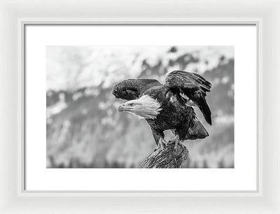 Bald Eagle About to Launch, Black and White / Art Photo - Framed Print