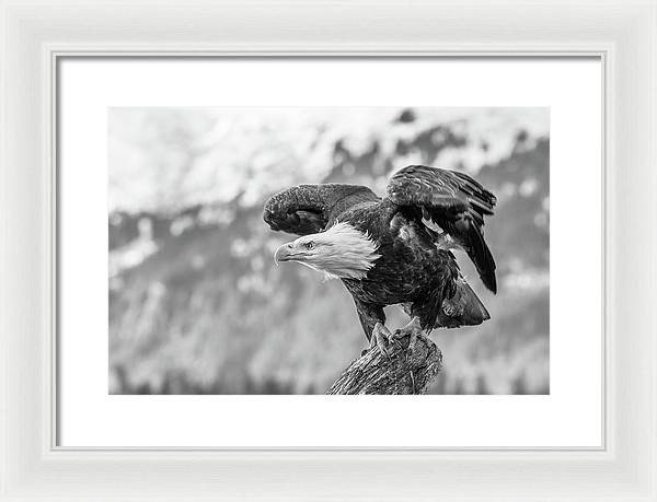 Bald Eagle About to Launch, Black and White / Art Photo - Framed Print