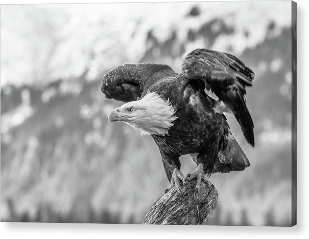 Bald Eagle About to Launch, Black and White / Art Photo - Acrylic Print