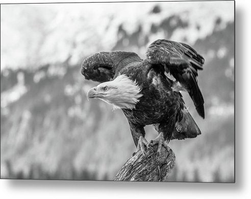 Bald Eagle About to Launch, Black and White / Art Photo - Metal Print