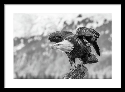 Bald Eagle About to Launch, Black and White / Art Photo - Framed Print