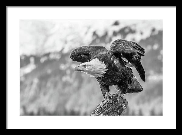 Bald Eagle About to Launch, Black and White / Art Photo - Framed Print