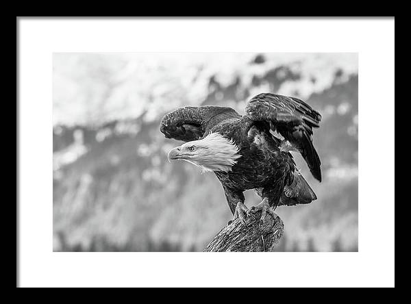 Bald Eagle About to Launch, Black and White / Art Photo - Framed Print