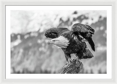 Bald Eagle About to Launch, Black and White / Art Photo - Framed Print