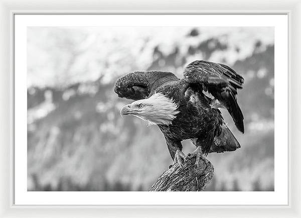 Bald Eagle About to Launch, Black and White / Art Photo - Framed Print