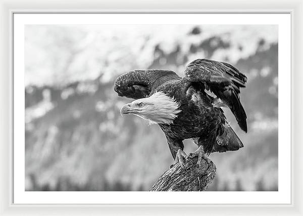 Bald Eagle About to Launch, Black and White / Art Photo - Framed Print