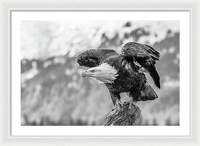 Bald Eagle About to Launch, Black and White / Art Photo - Framed Print