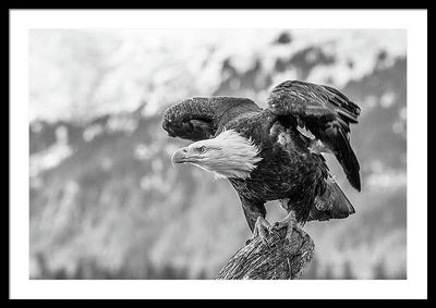 Bald Eagle About to Launch, Black and White / Art Photo - Framed Print