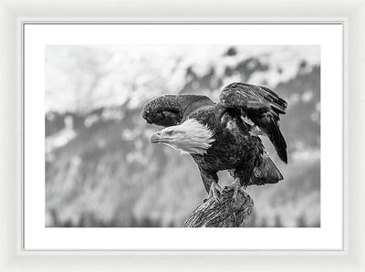 Bald Eagle About to Launch, Black and White / Art Photo - Framed Print