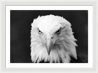 Bald Eagle, Black and White / Art Photo - Framed Print