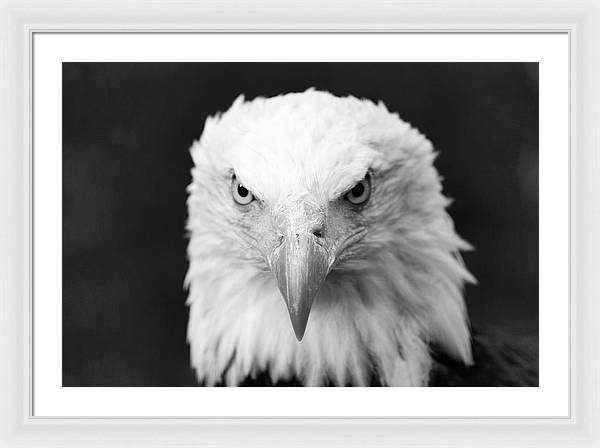 Bald Eagle, Black and White / Art Photo - Framed Print