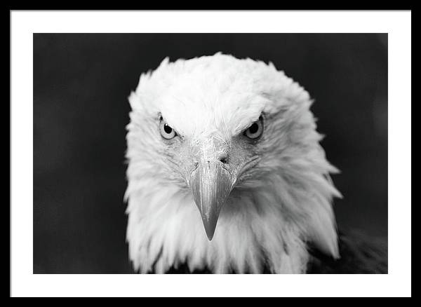 Bald Eagle, Black and White / Art Photo - Framed Print