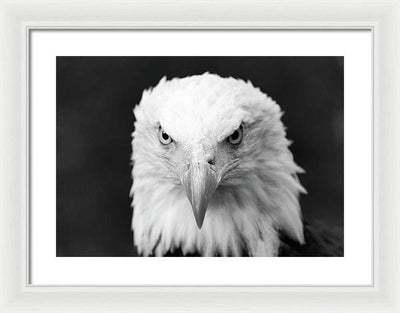 Bald Eagle, Black and White / Art Photo - Framed Print