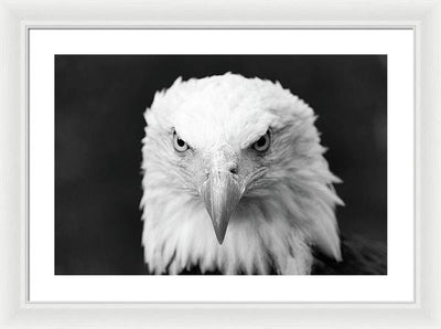 Bald Eagle, Black and White / Art Photo - Framed Print