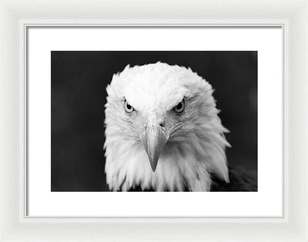 Bald Eagle, Black and White / Art Photo - Framed Print