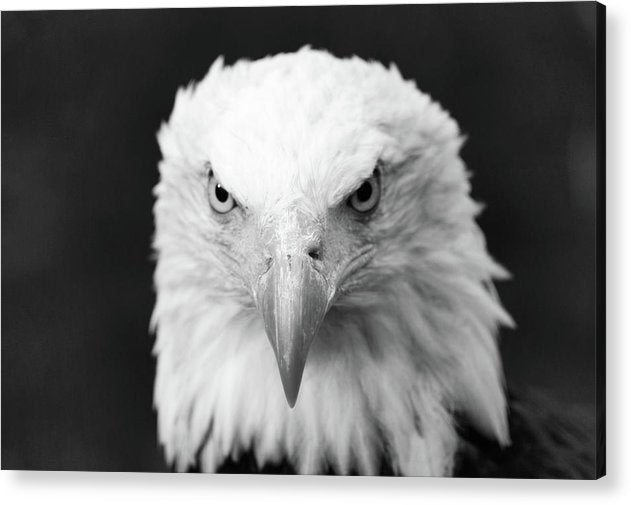 Bald Eagle, Black and White / Art Photo - Acrylic Print