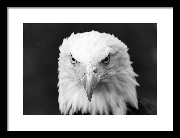 Bald Eagle, Black and White / Art Photo - Framed Print