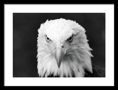 Bald Eagle, Black and White / Art Photo - Framed Print