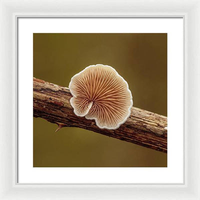 Crepidotus Variabilis on a Dead Twig of a Rubus / Art Photo - Framed Print