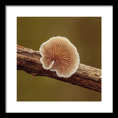 Crepidotus Variabilis on a Dead Twig of a Rubus / Art Photo - Framed Print