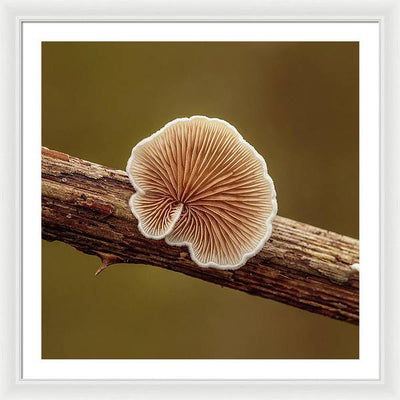 Crepidotus Variabilis on a Dead Twig of a Rubus / Art Photo - Framed Print