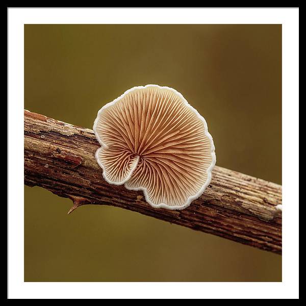 Crepidotus Variabilis on a Dead Twig of a Rubus / Art Photo - Framed Print