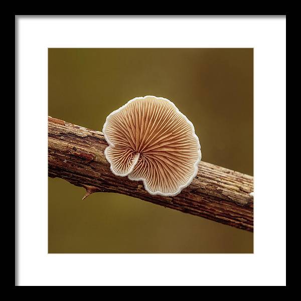 Crepidotus Variabilis on a Dead Twig of a Rubus / Art Photo - Framed Print